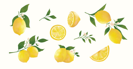 Lemon Fruit and Blossom Watercolor Illustration Set.  Ideal for packaging design, kitchen decor, recipe books, invitations, and botanical-themed projects.