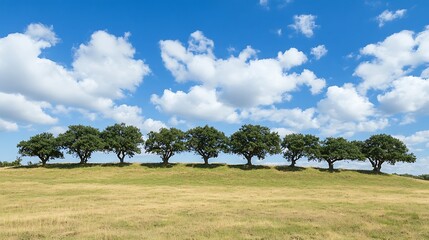 Row of Trees on Hillside, Sunny Sky