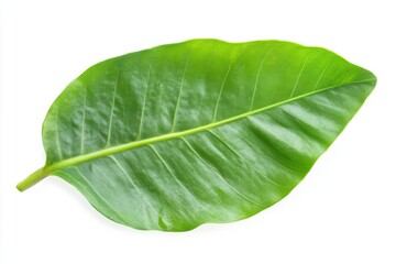 Obraz premium green leaves isolated on white