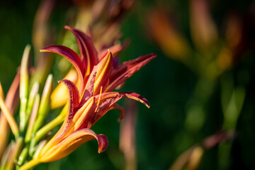 Obraz premium Close up of daylily flower buds glowing in the sun. Image with copy space. Selective focus.