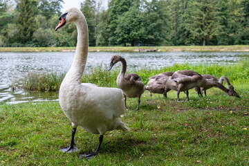 View of white swans family walking on green near the lake