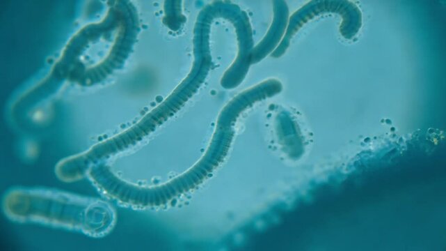 Microbes Reproduce by Self-Replication