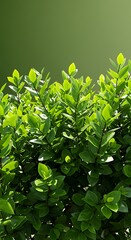 Obraz premium Luminous Green Leaves: Soft Light, Lush Texture