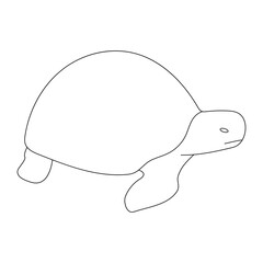 turtle, Sea turtle, Land turtle, Reptile, Shell, Tortoise, 