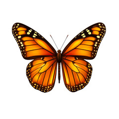 Fototapeta premium Detailed Monarch Butterfly with Orange Wings, cut out transparent