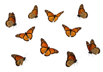 Monarch flying butterflies on transparent background © Link Parker