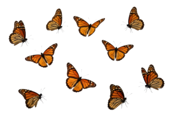 Monarch flying butterflies on transparent background