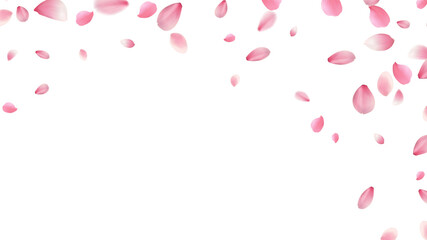 large and small cherry blossom petals romantic background with realistic pink falling motion