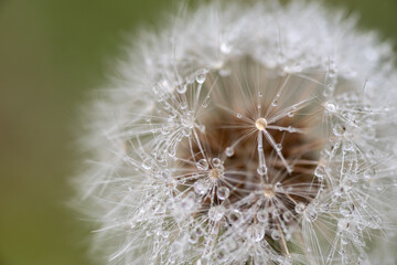 Fototapeta premium 美しいタンポポの綿毛 