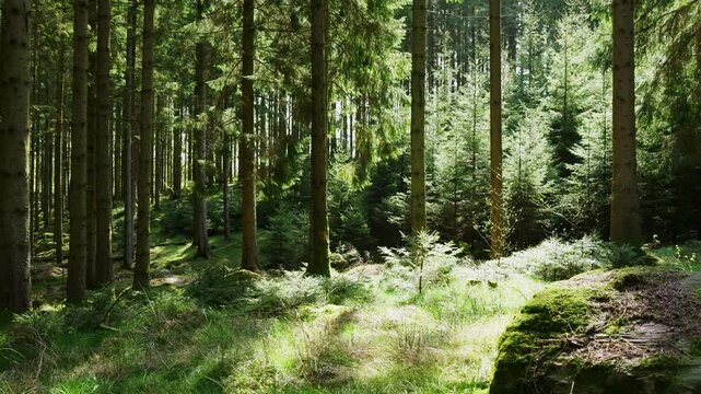 Swedish forest in spring #1