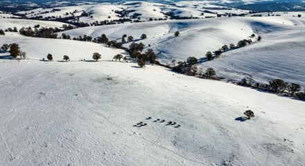 Obraz premium Aerial View of the New South Wales Landscape Blanketed in Snow, With a Small Group of Wood Ducks Making Their Way Across