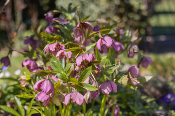 Pink hellebore (helleborus) flowers blooming in spring garden with green leaves and natural sunlight, beauty of nature
