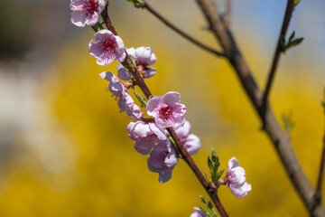 Delicate peach blossom branch in full bloom, pink tiny flowers, in spring garden on sunny day, beauty of nature