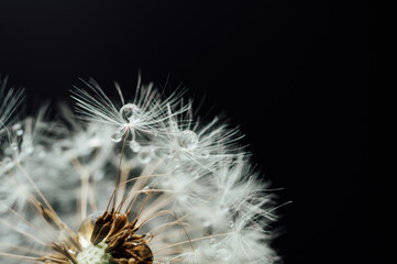 Macro nature. Beautiful dew drops on dandelion seed macro. Beautiful soft background. Water drops on parachutes dandelion. Copy space. soft focus on water droplets. circular shape, abstract background