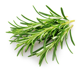 Green fresh rosemary twig isolated on white background. File contains clipping path.
