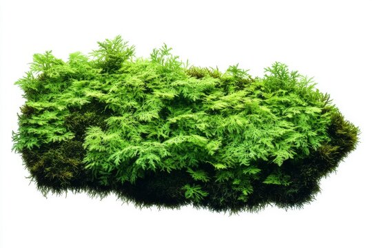 green grass on white background