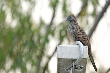 bird of prey
