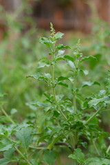 close up of green leaves
