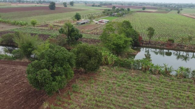 &ldquo;Rare Thai Mango Tree &ndash; &lsquo;Maprang Glon&rsquo; Variety in Rural Garden&rdquo;
