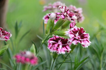 Fototapeta premium pink flowers in the garden