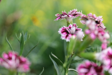 pink cosmos flowers