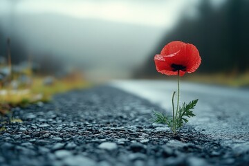 Single poppy flower on a roadway in a foggy landscape.