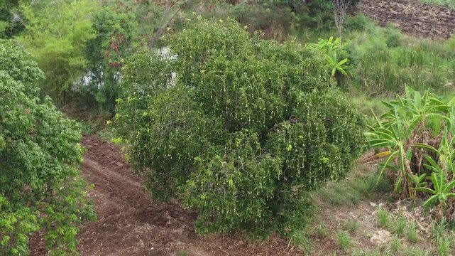 &ldquo;Rare Thai Mango Tree &ndash; &lsquo;Maprang Glon&rsquo; Variety in Rural Garden&rdquo;
