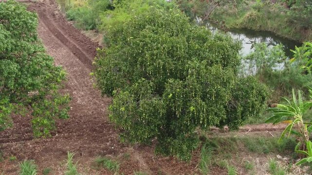 &ldquo;Rare Thai Mango Tree &ndash; &lsquo;Maprang Glon&rsquo; Variety in Rural Garden&rdquo;
