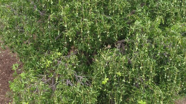 &ldquo;Rare Thai Mango Tree &ndash; &lsquo;Maprang Glon&rsquo; Variety in Rural Garden&rdquo;
