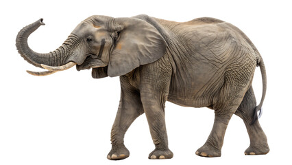 elephant isolated on white