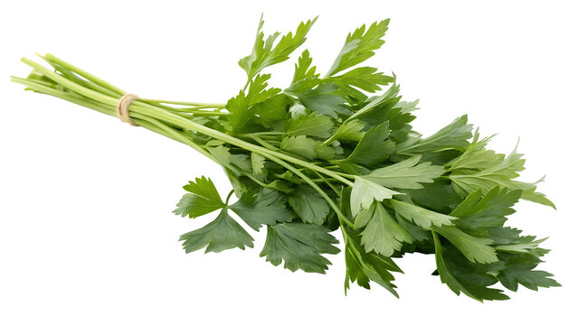 Lovage Isolated On White Background