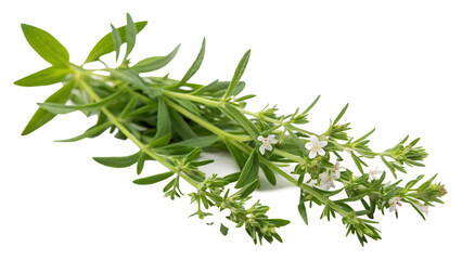 Summer Savory Isolated On White Background