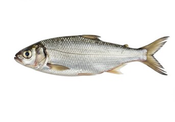 Fototapeta premium Freshwater fish with silver scales and yellow tail isolated on white background