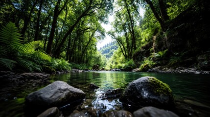 Obraz premium Serene green stream flowing through lush forest with rocks and sunlight dappled canopy