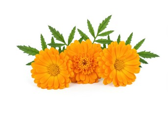 Three vibrant orange calendula flowers with green leaves on a white background