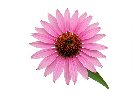 Isolated echinacea flower with pink petals and a brown center on a white background