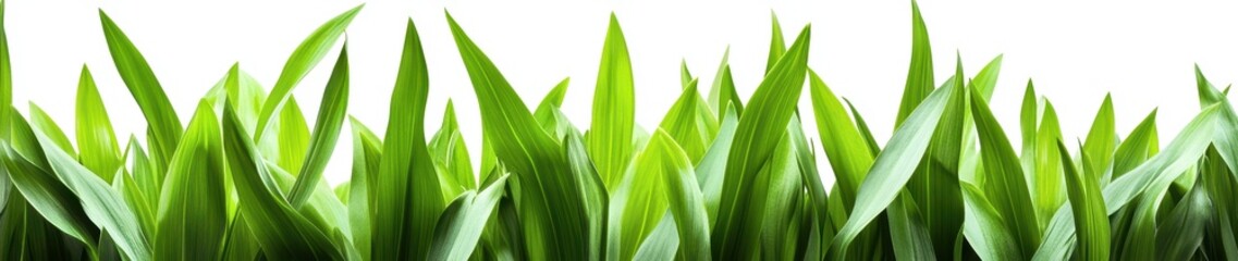 Obraz premium Lush Green Grass Blades