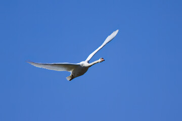 flying swan in blue sky, mute swan with spread flights, swan in flight in bright weather, beautiful plumage of Cygnus olor, white plumage