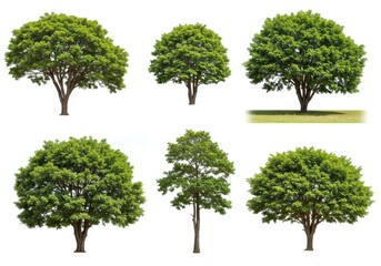 Collection of various green trees with different shapes and sizes isolated on a white background in a studio shot
