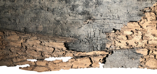 Old burned wood texture background at dark light