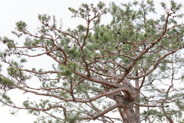 Pine tree trunk with rough-textured bark.