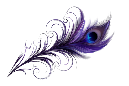 Elegant purple feather with swirls, isolated, cut out transparent