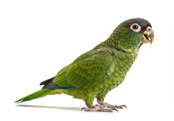 Olive-throated parakeet perched on a white background looking to the right with its beak slightly open
