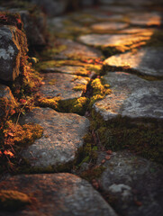 Fototapeta premium Ancient stone path is overgrown with moss, the textures of time and nature intertwined, evoking a sense of history and natural beauty.