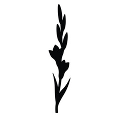 Black and white illustration of gladiolus , flower silhouette vector designs.