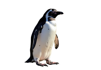 Naklejka premium Majestic Humboldt Penguin Antarctic Wildlife Photography on Transparent background
