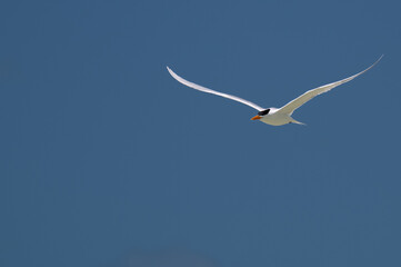 Beautiful white Tern in flight