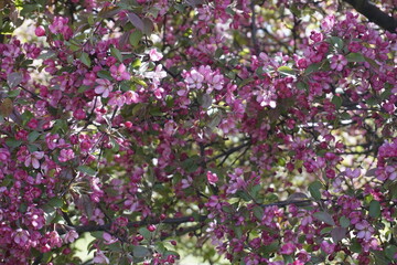 Lush blossom of apple tree in spring. Bright pink flowers. Background.