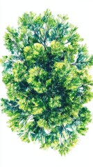 Obraz premium Detailed Hand Drawn Sketch of Evergreen Tree Top View Landscape Element