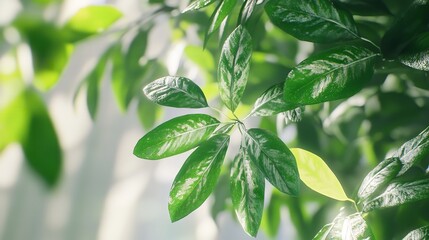 Obraz premium Green leaves isolated on white background